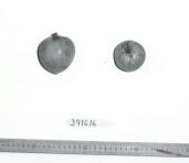 Click for 1 image(s) for this accession. FRUIT